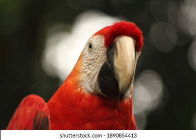 Red Macaw In The Jungle