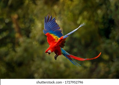 Red macaw parrot flying in dark green vegetation with beautiful back light and rain. Scarlet Macaw, Ara macao, in tropical forest, Costa Rica. Wildlife scene from tropical nature. Red in forest.