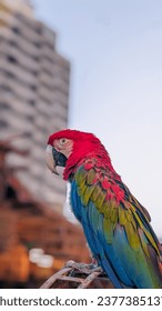 red macaw parrot portrait, parrot portrait, red macaw, birds, wildlife, wild birds