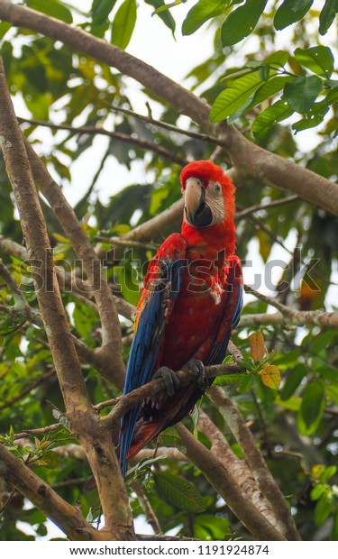 Red Macaw Parrot Tree Amazon Rainforest Stock Photo Edit Now
