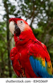 A red Macaw rest his wings in the Amazon Jungle. Peru.