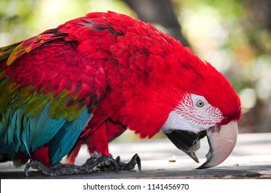 Red Macaw Using Beak Stock Photo 1141456970 | Shutterstock