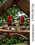 Red Macaws taken at Zoo Melaka in 25th September 2019.

Device: NIKON D3500
ISO: 400
Shutter speed: 1/25 sec
Aperture: f/5 40mm