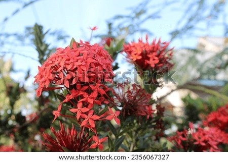 red macis flower stems are blooming with green leaves