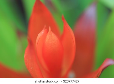 red macro flower