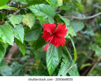 Red Maga Flower In Rainforest El Yunque, Puerto Rico