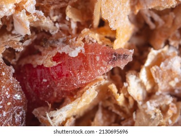 Red Maggot Worms In Sawdust. Macro