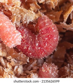 Red Maggot Worms In Sawdust. Macro