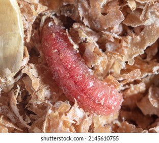 Red Maggot Worms In Sawdust. Macro