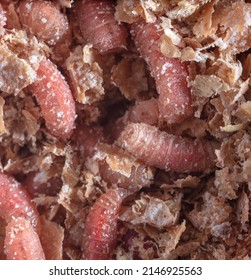 Red Maggot Worms In Sawdust. Macro