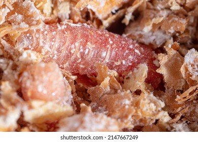 Red Maggot Worms In Sawdust. Macro