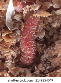 Red Maggot Worms In Sawdust. Macro