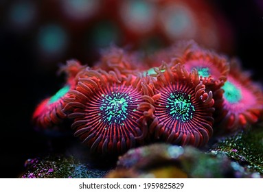 Red Magician Expensive Caribbean Zoanthus Polyps In Macro Shot