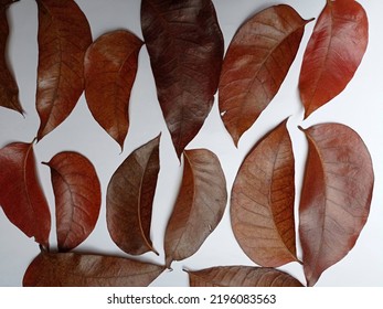 Red Mahogany Leaves On A White Background