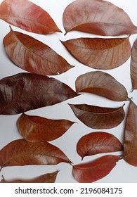 Red Mahogany Leaves On A White Background