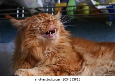 Red Maine Coon Cat Grinning Squinted Eyes About To Sneeze.