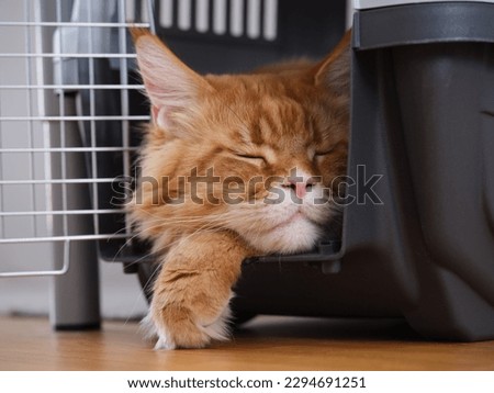 A red Maine coon cat sleeping in a cat carrier. Close up.