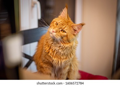Puzzled Cat Images, Stock Photos & Vectors | Shutterstock