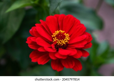 Red majors flower closeup. Mature majors flower. - Shutterstock ID 2045797814