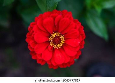 Red majors flower closeup. Mature majors flower. - Shutterstock ID 2045797817