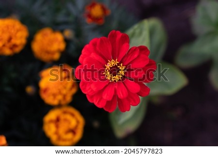 Red majors flower closeup. Mature majors flower.