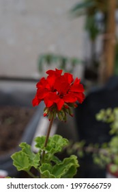 Red Malba Flower On A Sunny Day