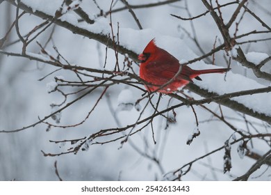 A red male cardinal bird (Cardinalis cardinalis) perching on a snowy branch on a beautiful and bleak winter's day - Powered by Shutterstock