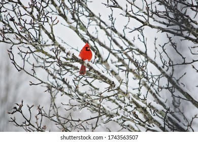 Red Male Cardinal Bird Perched In Snow Covered Tree 