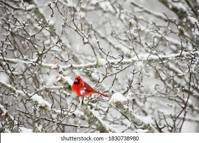 Red male cardinal sitting in snow covered tree