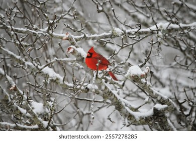 Red Male Cardinal in Snow Covered Tree  - Powered by Shutterstock