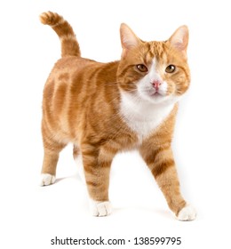 Red Male Cat, Walking Towards Camera, Isolated In White