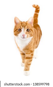 Red Male Cat, Walking Towards Camera, Isolated In White