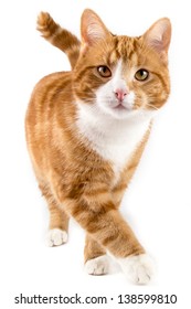 Red Male Cat, Walking Towards Camera, Isolated In White