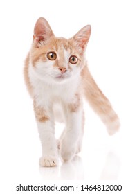 Red Male Cat, Walking Towards Camera, Isolated In White