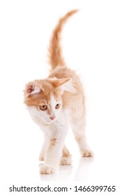 Red Male Cat, Walking Towards Camera, Isolated In White