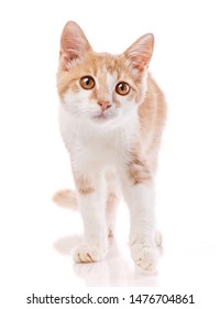 Red Male Cat, Walking Towards Camera, Isolated In White