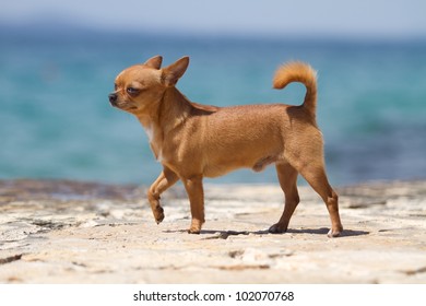 red, male chihuahua