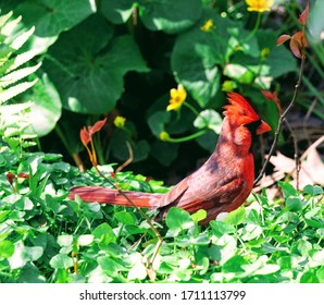 Red Male Northern Cardinal Bird - Cardinalidae