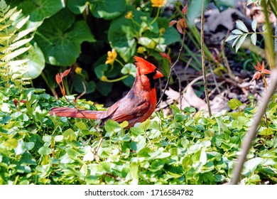 Red Male Northern Cardinal Bird - Cardinalidae