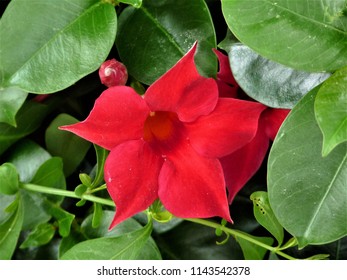 Red Mandevilla Flowers