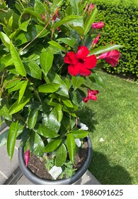 Red Mandevilla  Plant In Bloom