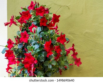 Mandevilla Flowers Images Stock Photos Vectors Shutterstock