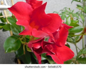 Red Mandevilla Sanderi.