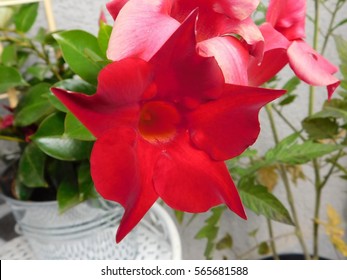 Red Mandevilla Sanderi.