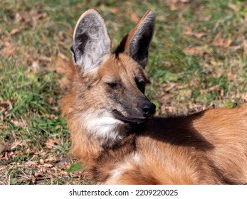 Red Maned Wolf In The Captive Animal.