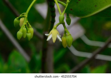 Red Mangrove 