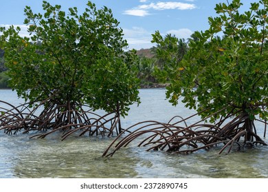 Red mangrove bush with stilt root arching above water surface on Yanuca Island fiji.