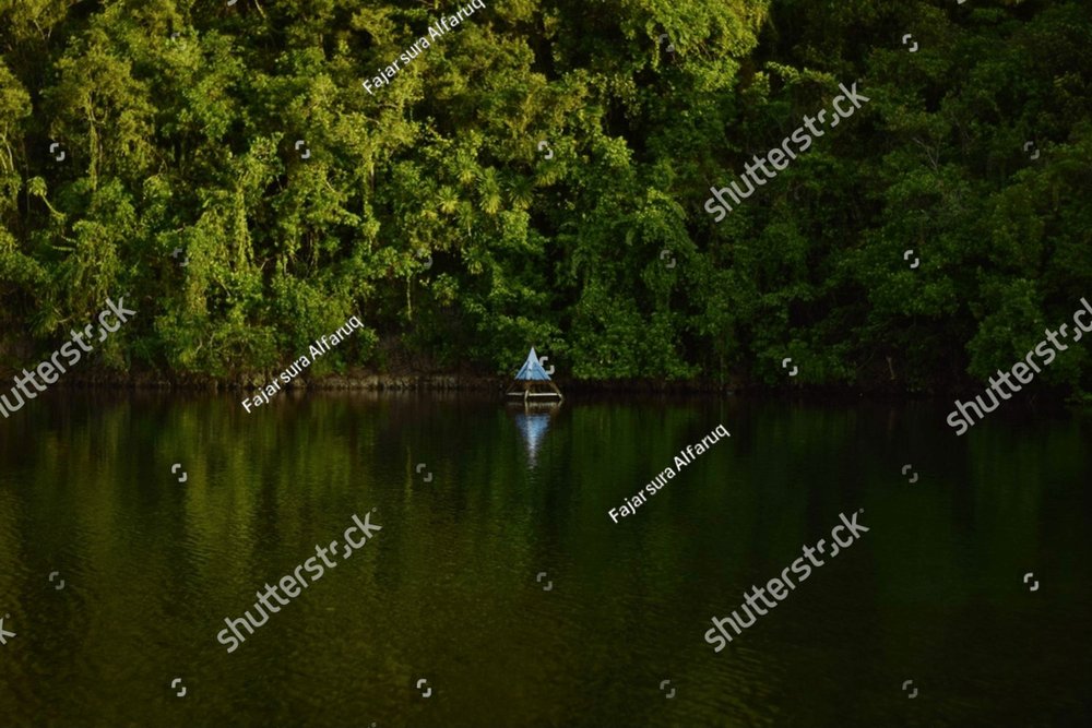 Red mangrove forest and shallow water on tropical island, Mangrove ...