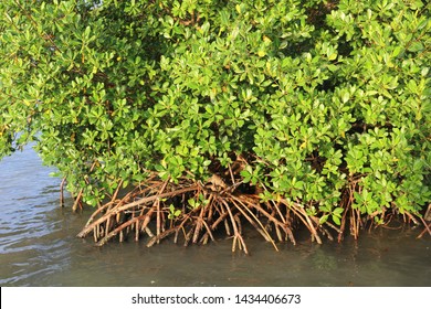 Red Mangrove Rhizophora Mangle Natural Environment Stock Photo ...