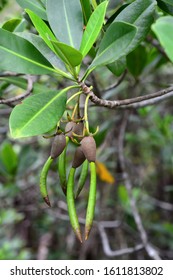 Red Mangrove Tree Seed Pods 